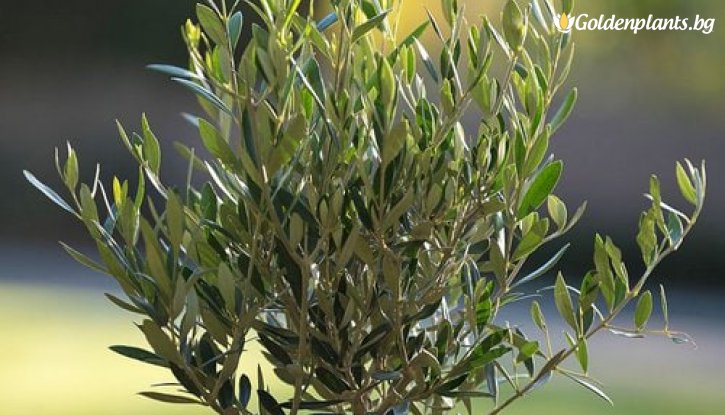 Снимка Маслина бонсай / Olea europaea bonsai /