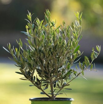Маслина бонсай / Olea europaea bonsai /