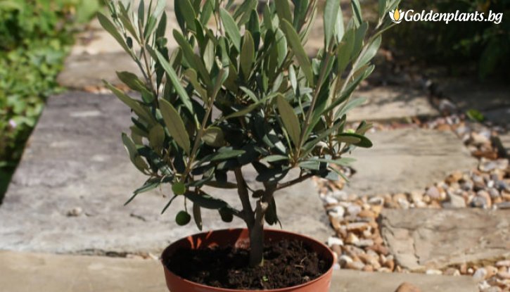 Снимка Маслина бонсай / Olea europaea bonsai /
