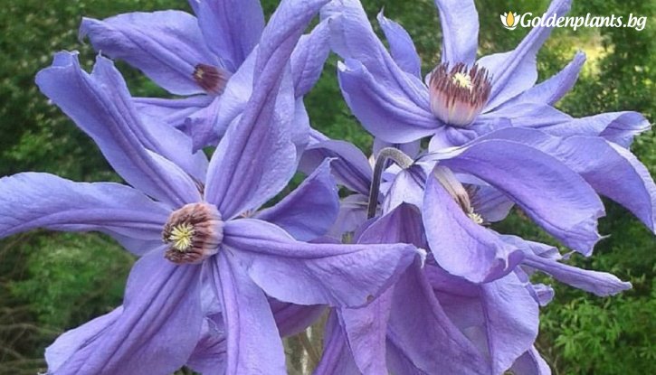 Снимка Клематис Сива птица / Clematis Sizaia Ptitsa / 