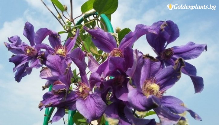 Снимка Клематис Сива птица / Clematis Sizaia Ptitsa / 