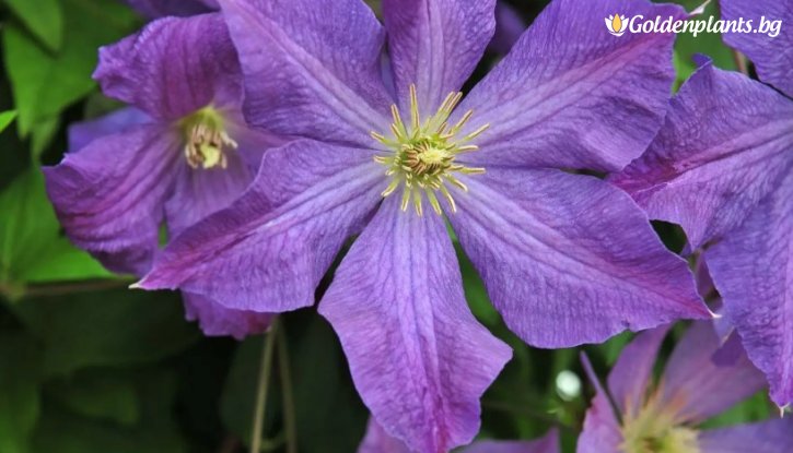 Снимка Клематис Солина / Clematis Solina / 