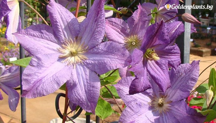 Снимка Клематис Солина / Clematis Solina / 