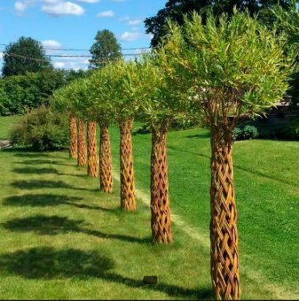 Плетена декоративна върба /Salix/ - 70 см....