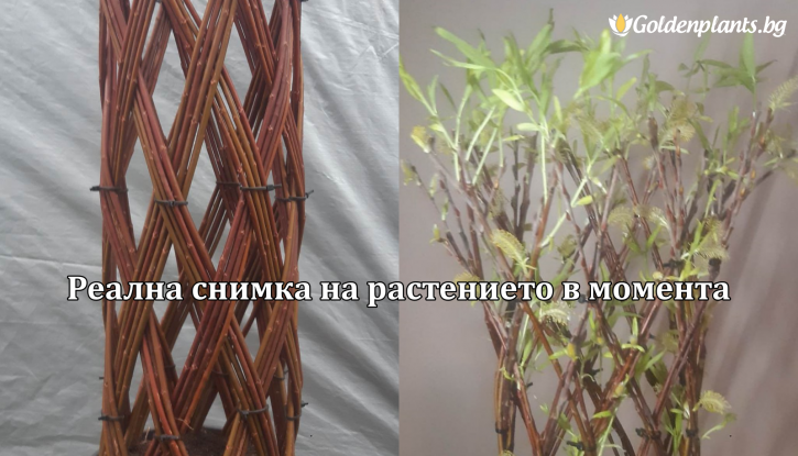 Снимка Плетена декоративна върба /Salix/ - 70 см.
