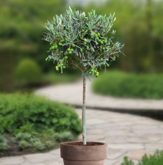 Маслина дръвче /Olea europaea tree/