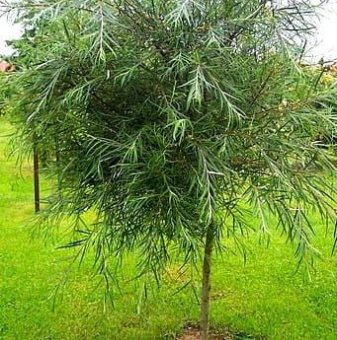 Палмова върба /Salix eleagnos subsp. angustifolia/..