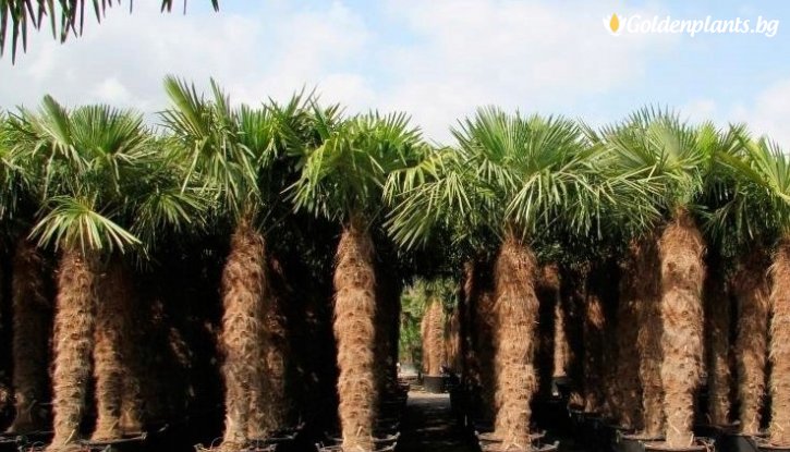 Снимка Китайска конопена палма / Trachycarpus fortunei /