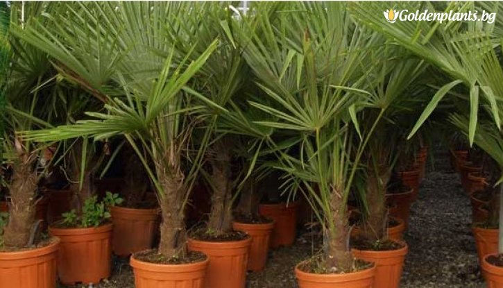 Снимка Китайска конопена палма / Trachycarpus fortunei /