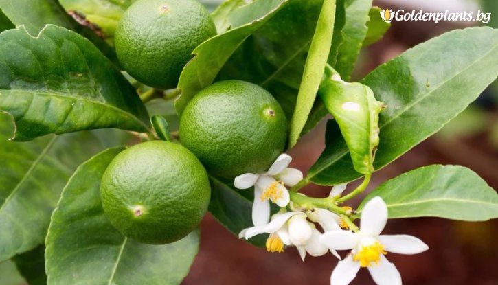 Снимка Лайм /Citrus latifolia/