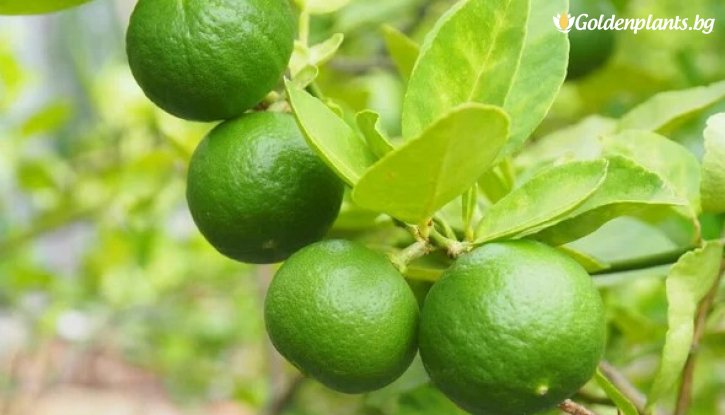 Снимка Лайм /Citrus latifolia/