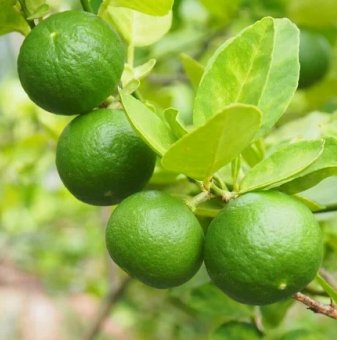 Лайм /Citrus latifolia/