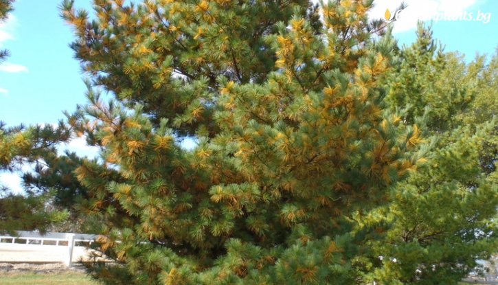 Снимка Веймутов Бор /Pinus Strobus/