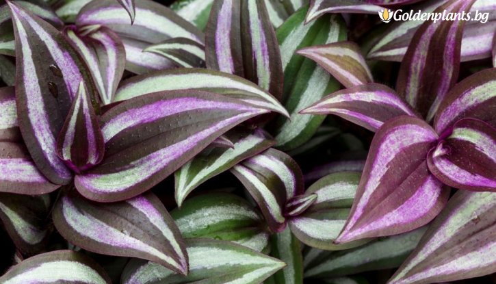 Снимка Традесканция Зебрина / Tradescantia Zebrina /