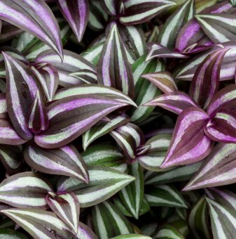 Традесканция Зебрина / Tradescantia Zebrina /