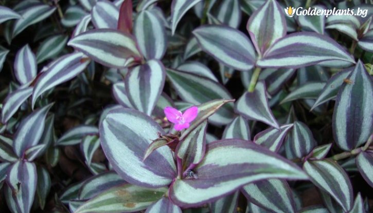 Снимка Традесканция Зебрина / Tradescantia Zebrina /