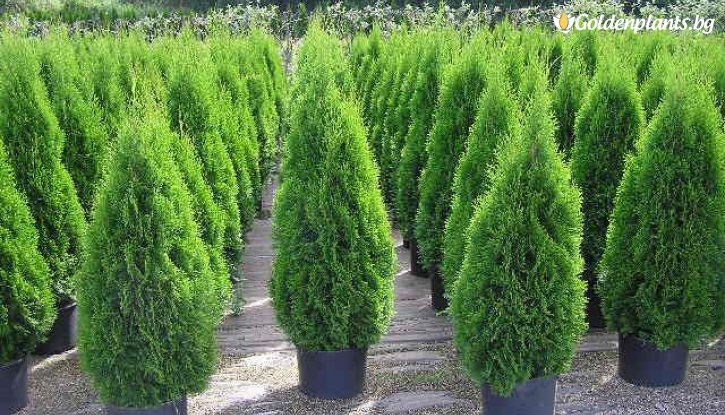 Снимка Туя смарагд 5 -10 см /Thuja Occidentalis Smaragd/