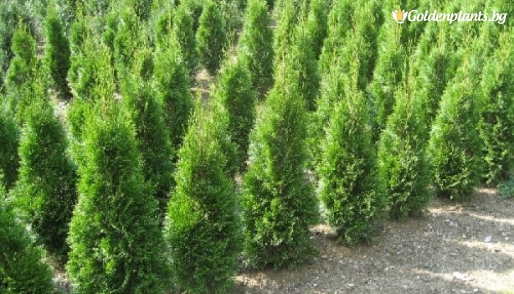 Снимка Туя смарагд 5 -10 см /Thuja Occidentalis Smaragd/