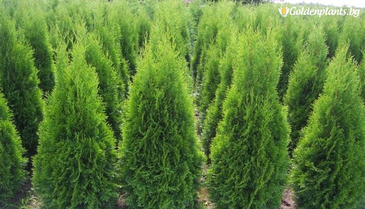 Снимка Туя смарагд 5 -10 см /Thuja Occidentalis Smaragd/