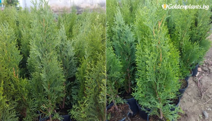 Снимка Туя смарагд 5 -10 см /Thuja Occidentalis Smaragd/