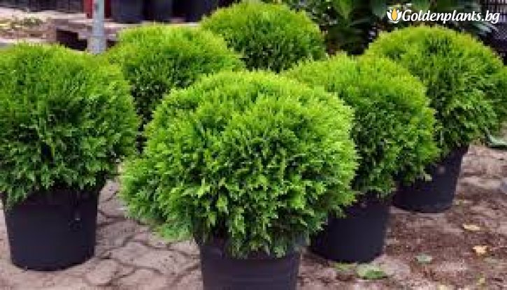 Снимка Западна Туя Даника 5-10 см. /Thuja Occidentalis Danica/