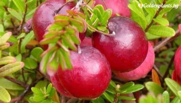 Снимка Американска червена боровинка Хоус  / Vaccinium macrocarpon Howes /