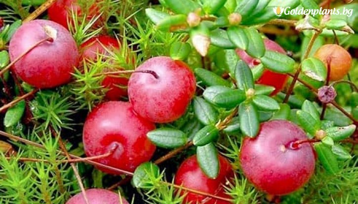 Снимка Американска червена боровинка Макфарлин / Vaccinium macrocarpon McFarlin /