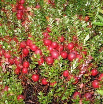 Американска червена боровинка Макфарлин / Vaccinium macrocarpon McFarlin /..