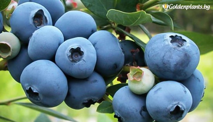 Снимка Американска боровинка Синя сойка /Vaccinium corymbosum Bluejay/