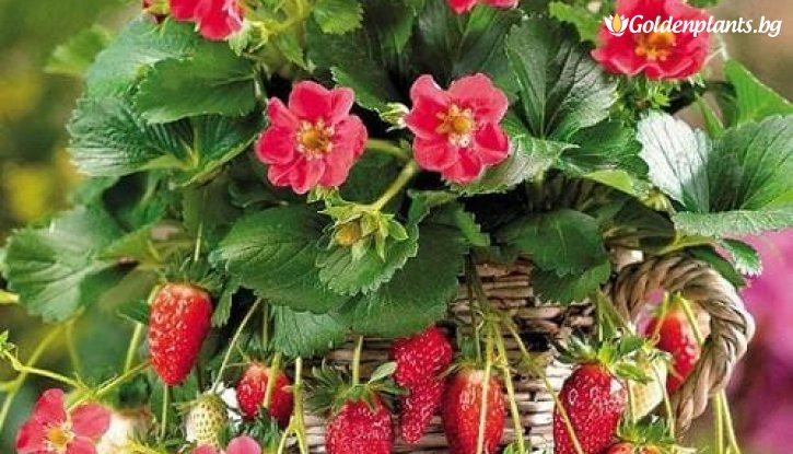 Снимка Ягода Тоскана / Fragaria vesca Toscana /