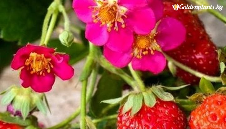 Снимка Ягода Тоскана / Fragaria vesca Toscana /