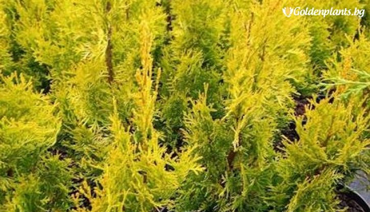 Снимка Западна туя malonyana 30-40 см. / Thuja Occidentalis malonyana aurea /