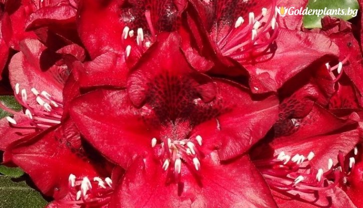 Снимка Рододендрон на случаен принцип /Rhododendron/