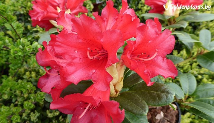 Снимка Рододендрон на случаен принцип /Rhododendron/