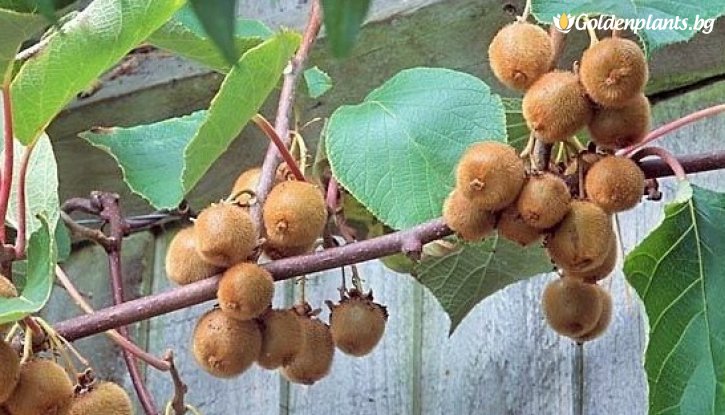 Снимка  Киви Джени - двуполово / Actinidia Jenny