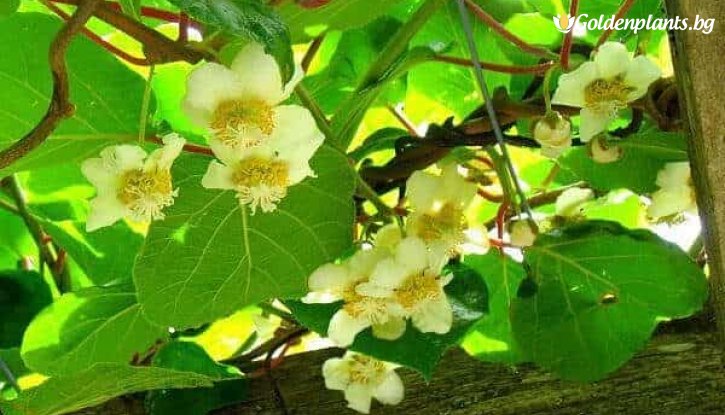 Снимка  Киви Джени - двуполово / Actinidia Jenny