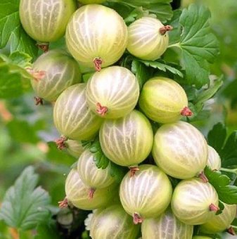 Цариградско грозде - устойчиво / Ribes uva-crispa Resistenta / ..