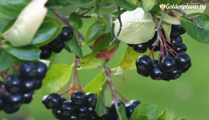 Снимка Арония Галисийски / Aronia Galicjanka