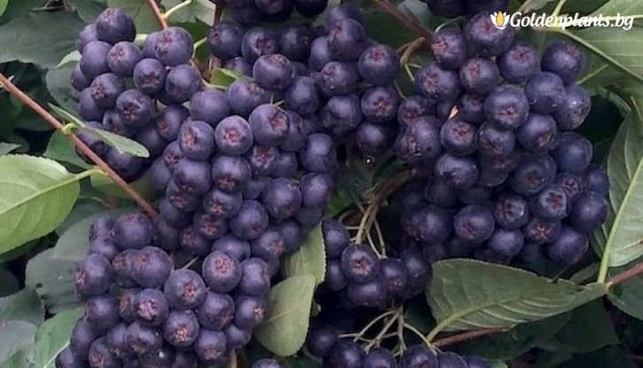 Снимка Арония Галисийски / Aronia Galicjanka