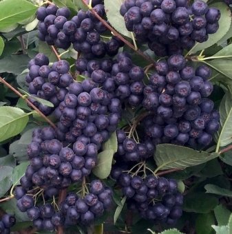 Арония Галисийски / Aronia Galicjanka