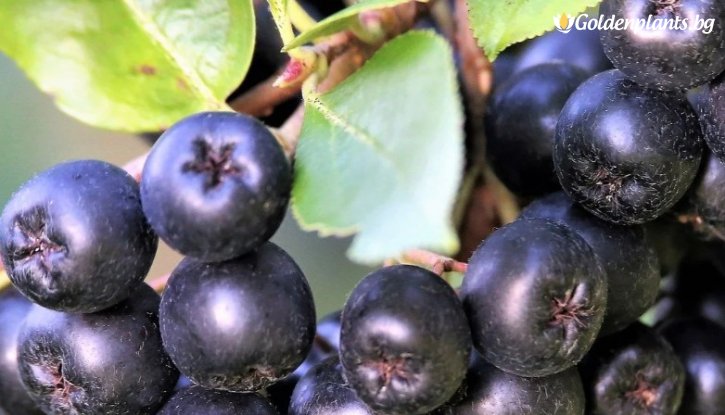 Снимка Арония Галисийски / Aronia Galicjanka