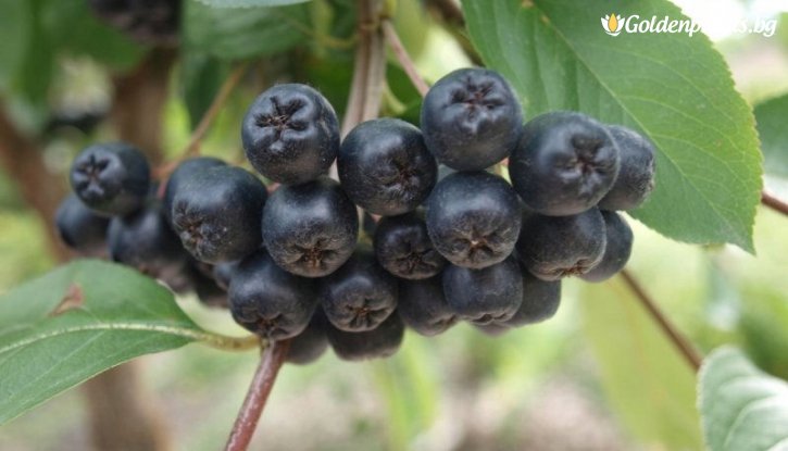 Снимка Арония Галисийски / Aronia Galicjanka