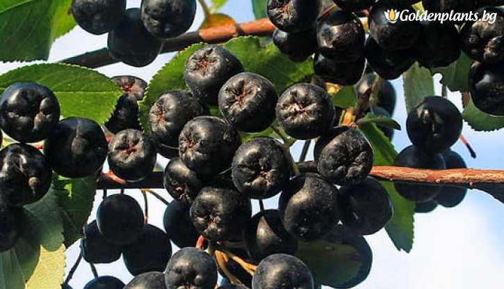 Снимка Арония Галисийски / Aronia Galicjanka