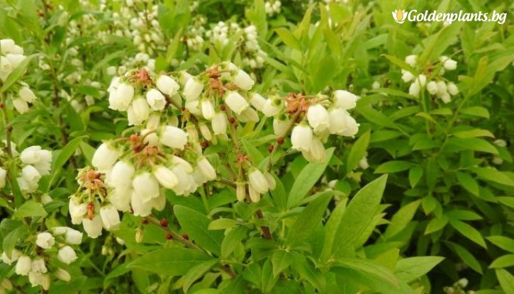 Снимка Американска боровинка Емил /Vaccinium corymbosum Emil