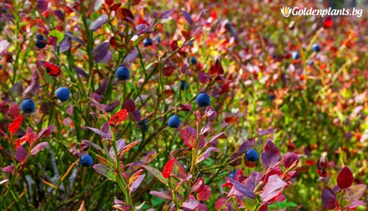 Снимка Американска боровинка Топ хат /Vaccinium corymbosum Top hat