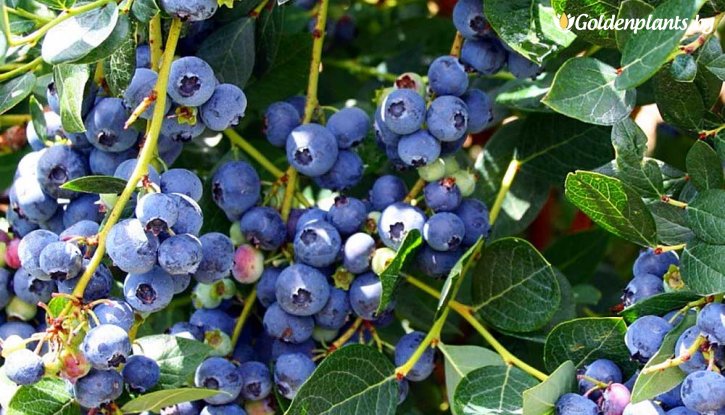 Снимка Американска боровинка Топ хат /Vaccinium corymbosum Top hat