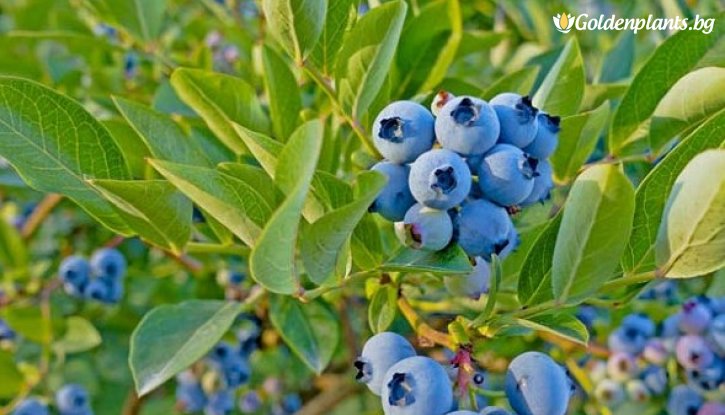 Снимка Американска боровинка Топ хат /Vaccinium corymbosum Top hat