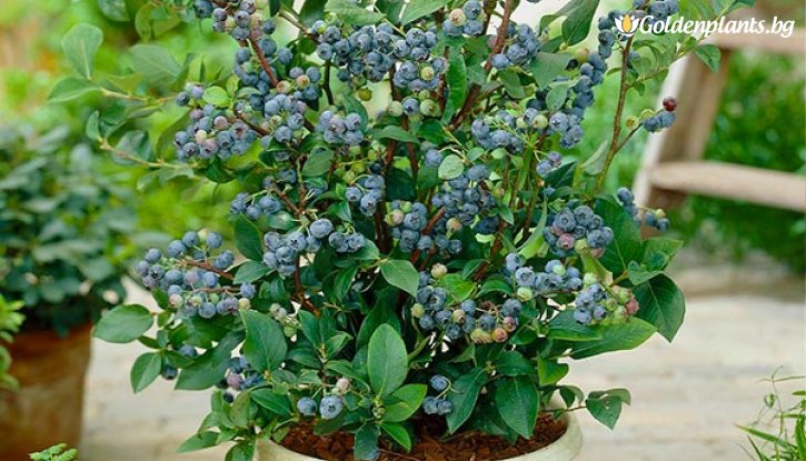 Снимка Американска боровинка Топ хат /Vaccinium corymbosum Top hat