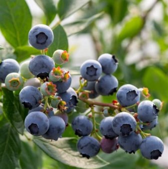 Американска боровинка Нортленд /Vaccinium corymbosum Northland..