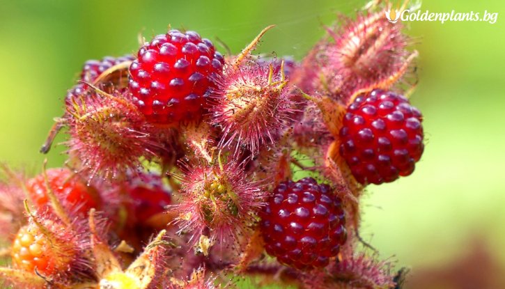 Снимка Японска къпина Ръжда / Rubus Phoenicolasius Rdzawa